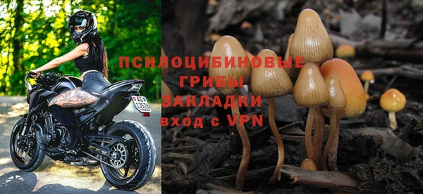 стаф Аркадак