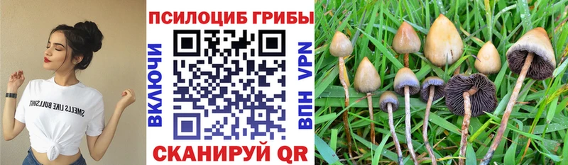 Галлюциногенные грибы Cubensis Купить где Бугульма